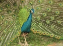 KL_Birdpark_0145.jpg