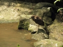 KL_Birdpark_0150.jpg