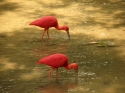 Bestandsnaam=KL_Birdpark_0158.jpg
Bestandsgrootte=147KiB
Afmetingen = 1600x1200
Datum toegevoegd = %15 %330 %2015 KL_Birdpark_0158.jpg