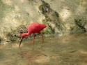 Bestandsnaam=KL_Birdpark_0160.jpg
Bestandsgrootte=234KiB
Afmetingen = 1600x1200
Datum toegevoegd = %15 %331 %2015 KL_Birdpark_0160.jpg