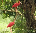 Bestandsnaam=KL_Birdpark_0161.jpg
Bestandsgrootte=276KiB
Afmetingen = 1292x1200
Datum toegevoegd = %15 %331 %2015 KL_Birdpark_0161.jpg