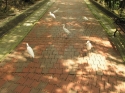 Bestandsnaam=KL_Birdpark_0162.jpg
Bestandsgrootte=237KiB
Afmetingen = 1600x1200
Datum toegevoegd = %15 %331 %2015 KL_Birdpark_0162.jpg