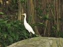 KL_Birdpark_0163.jpg