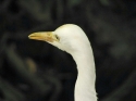 Bestandsnaam=KL_Birdpark_0164.jpg
Bestandsgrootte=171KiB
Afmetingen = 1600x1200
Datum toegevoegd = %15 %331 %2015 KL_Birdpark_0164.jpg