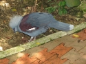 Bestandsnaam=KL_Birdpark_0165.jpg
Bestandsgrootte=254KiB
Afmetingen = 1600x1200
Datum toegevoegd = %15 %331 %2015 KL_Birdpark_0165.jpg