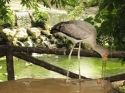 Bestandsnaam=KL_Birdpark_0166.jpg
Bestandsgrootte=285KiB
Afmetingen = 1600x1200
Datum toegevoegd = %15 %331 %2015 KL_Birdpark_0166.jpg