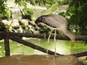 KL_Birdpark_0166.jpg