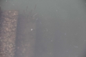 Bestandsnaam=Kuantan_0056.jpg
Bestandsgrootte=99KiB
Afmetingen = 2048x1365
Datum toegevoegd = %15 %232 %2015 Kuantan_0056.jpg