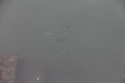 Bestandsnaam=Kuantan_0057.jpg
Bestandsgrootte=80KiB
Afmetingen = 2048x1365
Datum toegevoegd = %15 %232 %2015 Kuantan_0057.jpg