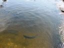 Bestandsnaam=Lesnoye_063.jpg
Bestandsgrootte=378KiB
Afmetingen = 2048x1536
Datum toegevoegd = %16 %223 %2014 Lesnoye_063.jpg