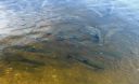 Bestandsnaam=Lesnoye_064.jpg
Bestandsgrootte=339KiB
Afmetingen = 2048x1248
Datum toegevoegd = %16 %223 %2014 Lesnoye_064.jpg