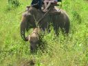 Bestandsnaam=Thailand0236.JPG
Bestandsgrootte=467KiB
Afmetingen = 1024x768
Datum toegevoegd = %05 %095 %2014 Thailand0236.JPG