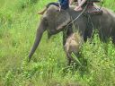 Bestandsnaam=Thailand0237.JPG
Bestandsgrootte=443KiB
Afmetingen = 1024x768
Datum toegevoegd = %05 %095 %2014 Thailand0237.JPG
