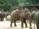 Thailand0256.JPG