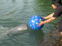 Bestandsnaam=Thailand0370.JPG
Bestandsgrootte=254KiB
Afmetingen = 1024x768
Datum toegevoegd = %05 %121 %2014 Thailand0370.JPG
