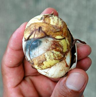 Balut