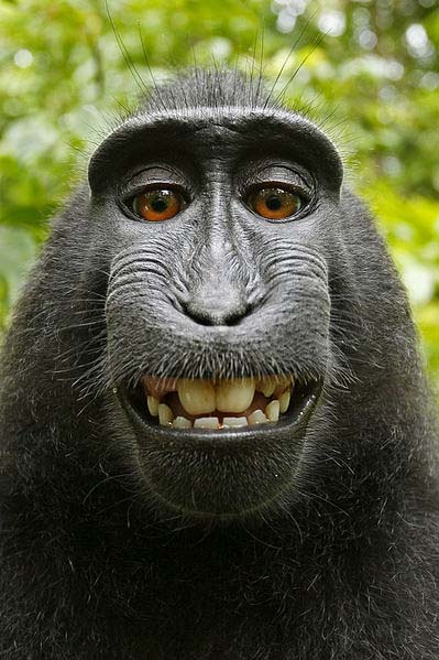 Macaca_self-portrait_public_domain