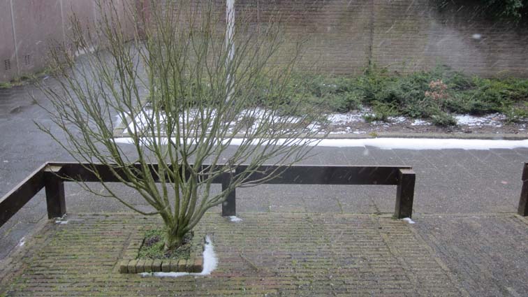 Sneeuw_in_Rijnsburg_004a