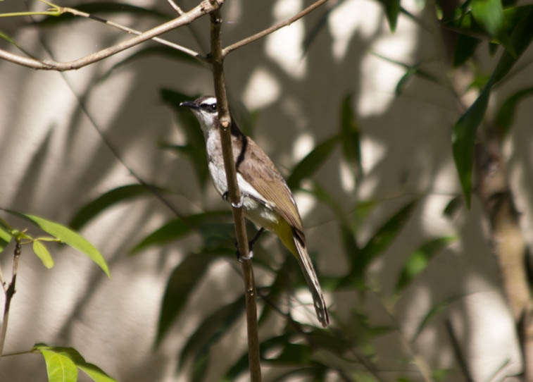 Vogel_in_de_Tuin_002