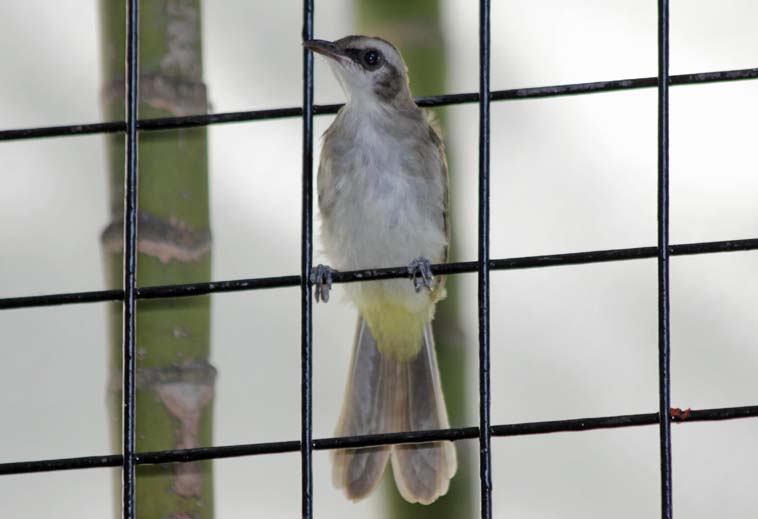 Vogels_in_de_Tuin_2013_04_20_0006a