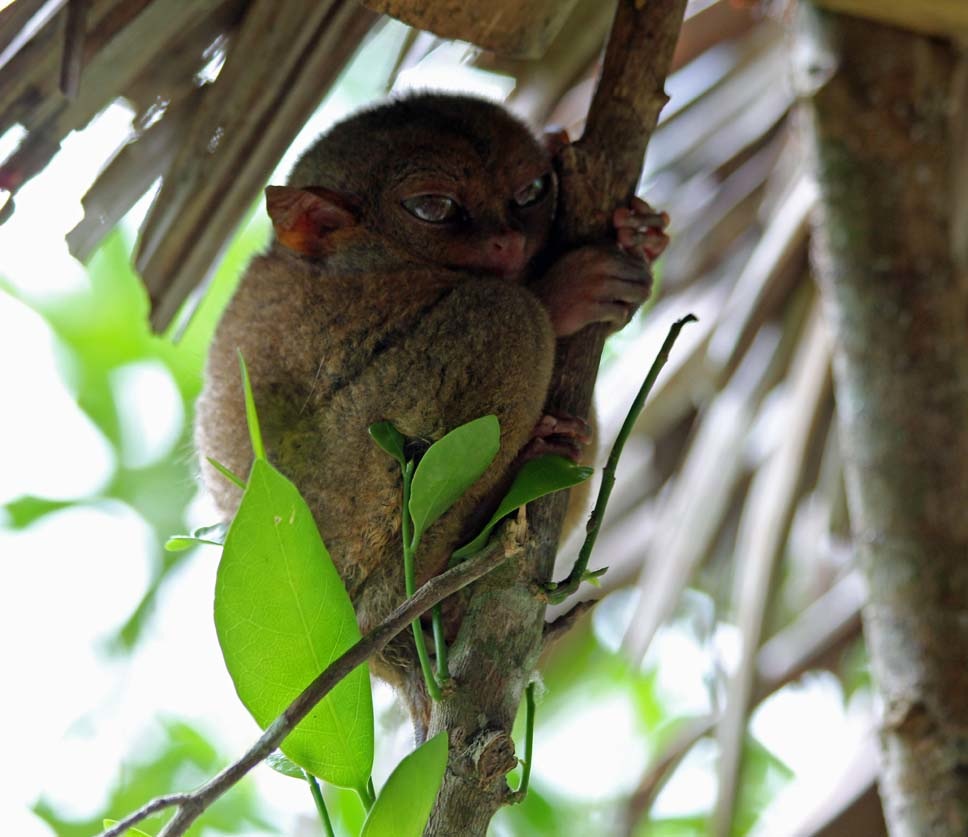 E-Chocolate_Hills_0011.jpg